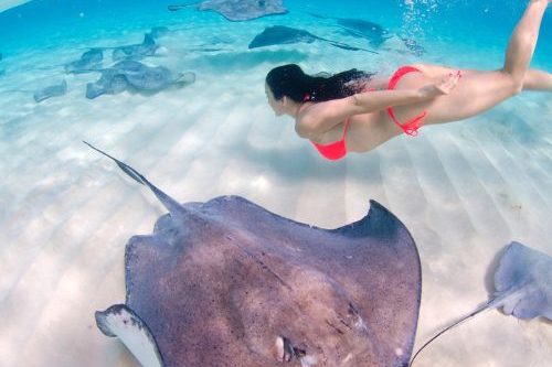 Stingray City (c) Cayman Islands Department of Tourism