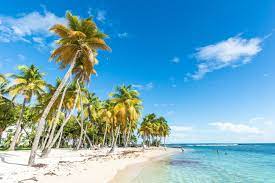 palmen am strand von guadeloupe